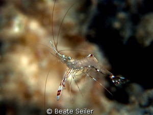 Flying object, Shrimp taken with Canon G10 and UCL165 by Beate Seiler 